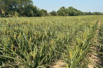 Recreational Property for sale in Hidalgo County, Texas