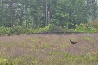 Property for sale in Scott County, Tennessee