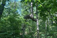 Property for sale in Cedar County, Missouri