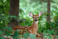 Undeveloped Land for sale in Pike County, Pennsylvania