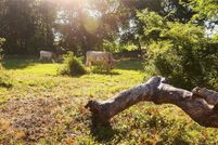 Property for sale in Grayson County, Texas