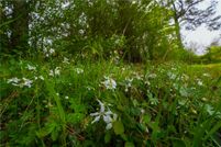 Undeveloped Land for sale in Newton County, Texas