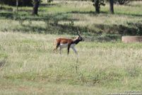 Ranch Property for sale in Blanco County, Texas