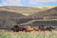 Ranch Property for sale in Whitman County, Washington