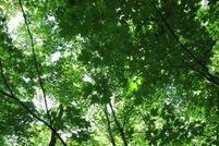 Farm Property for sale in Cook County, Minnesota