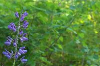 Farm Property for sale in Bayfield County, Wisconsin