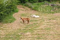 Property for sale in Van Zandt County, Texas