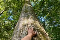 Property for sale in Greene County, Mississippi