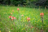 Property for sale in Grayson County, Texas