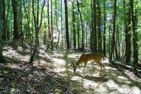 Property for sale in Pickens County, Georgia