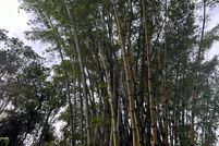 Property for sale in Hawaii County, Hawaii