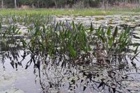 Property for sale in Clay County, Florida