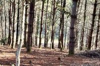 Undeveloped Land for sale in Caldwell County, North Carolina