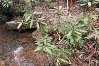 Property for sale in Transylvania County, North Carolina