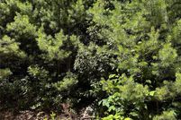 Property for sale in Henderson County, North Carolina