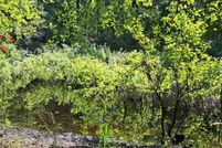 Undeveloped Land for sale in Berkeley County, South Carolina