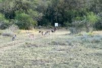 Undeveloped Land for sale in Karnes County, Texas