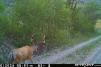 Undeveloped Land for sale in Deer Lodge County, Montana