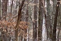 Property for sale in Elbert County, Georgia