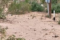 Undeveloped Land for sale in Ward County, Texas