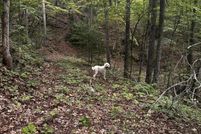 Property for sale in Cocke County, Tennessee