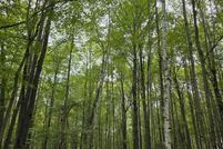 Property for sale in Isabella County, Michigan