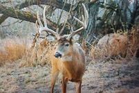 Undeveloped Land for sale in Pepin County, Wisconsin