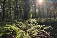 Property for sale in Preston County, West Virginia