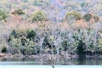 Undeveloped Land for sale in Izard County, Arkansas