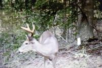 Property for sale in Rockcastle County, Kentucky