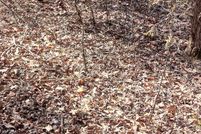 Property for sale in Ozark County, Missouri