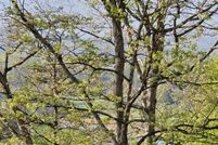 Property for sale in Hamblen County, Tennessee