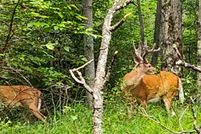 Property for sale in Monroe County, Pennsylvania