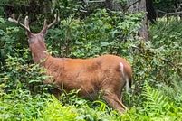 Property for sale in Monroe County, Pennsylvania