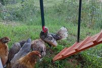 Waterfront Property for sale in Prince Edward County, Virginia