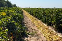 Farm Property for sale in Fresno County, California