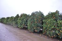 Farm Property for sale in Tulare County, California