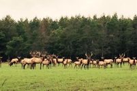 Farm Property for sale in Oscoda County, Michigan