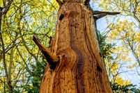 Undeveloped Land for sale in Jefferson County, Colorado