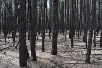 Property for sale in Navajo County, Arizona