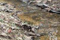 Undeveloped Land for sale in Angelina County, Texas