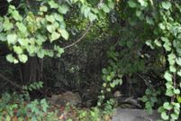 Property for sale in Orangeburg County, South Carolina