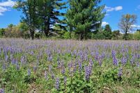 Undeveloped Land for sale in Newaygo County, Michigan