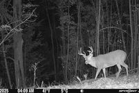 Undeveloped Land for sale in Osceola County, Michigan