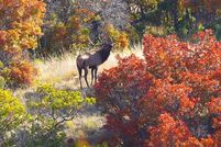 Waterfront Property for sale in Delta County, Colorado