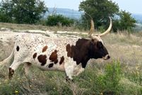 Property for sale in Kerr County, Texas