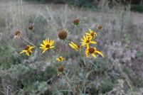 Property for sale in McCurtain County, Oklahoma