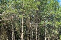 Undeveloped Land for sale in McCurtain County, Oklahoma