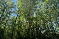 Property for sale in Chatham County, North Carolina