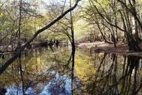 Property for sale in Dorchester County, South Carolina